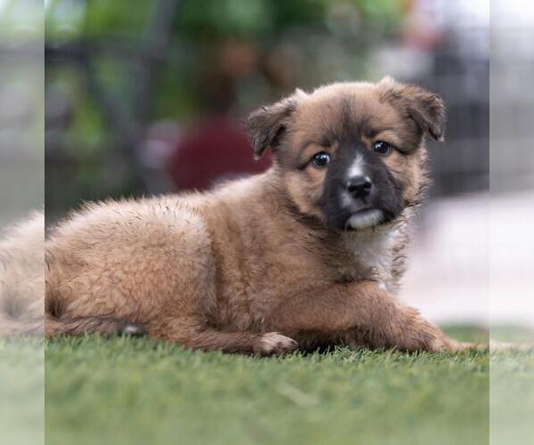 Medium Photo #4 Labrador Retriever-Unknown Mix Puppy For Sale in San Diego, CA, USA