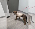 Small Mutt