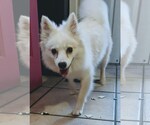 Small #7 American Eskimo Dog
