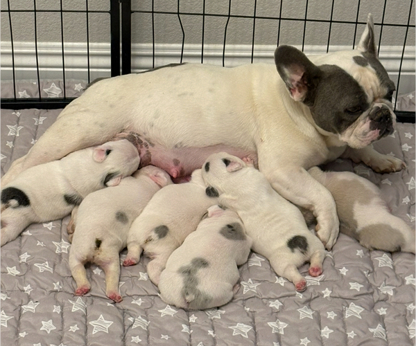 Medium Photo #1 French Bulldog Puppy For Sale in PAHRUMP, NV, USA