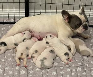 Mother of the French Bulldog puppies born on 05/13/2025