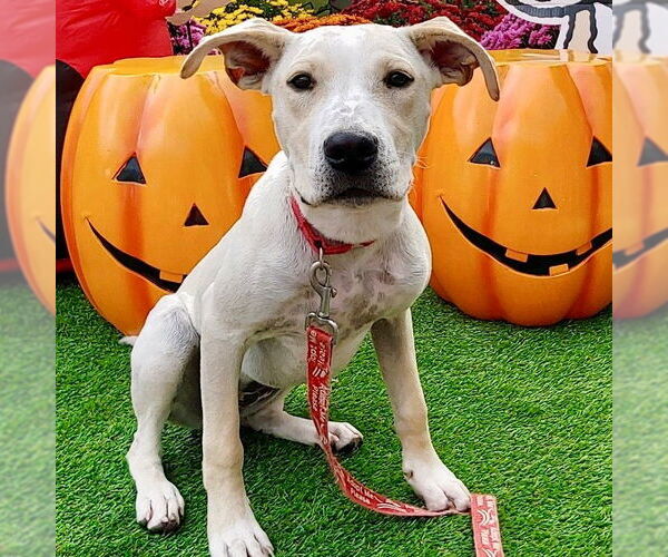 Medium Photo #14 Labrador Retriever-Unknown Mix Puppy For Sale in Canton, CT, USA