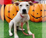 Small #13 Labrador Retriever Mix