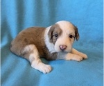 Small Aussiedoodle