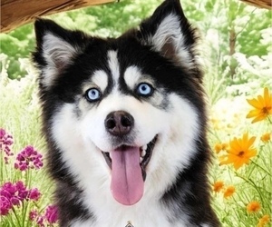 Mother of the Pomsky puppies born on 09/01/2025