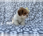 Small #1 Lhasa Apso