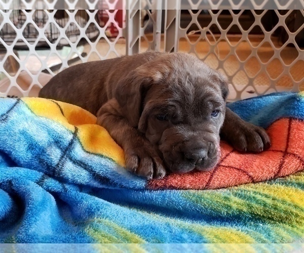 Medium Photo #4 Cane Corso Puppy For Sale in INDIANAPOLIS, IN, USA