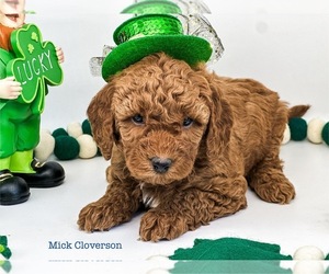 Goldendoodle (Miniature) Puppy for sale in MIDLOTHIAN, TX, USA