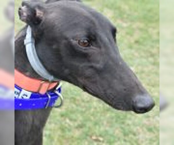 Medium Photo #1 Greyhound Puppy For Sale in Grandville, MI, USA