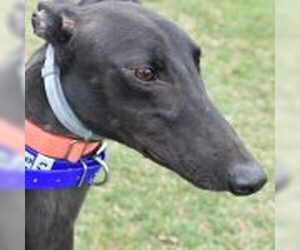 Greyhound Dogs for adoption in Grandville, MI, USA