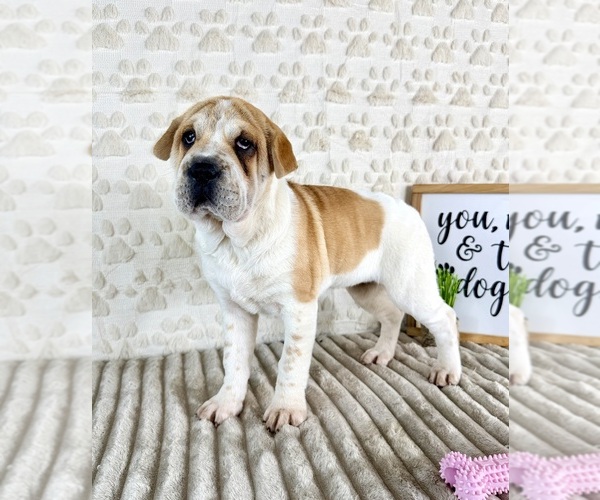 Medium Photo #4 Cocker-Pei Puppy For Sale in GREENFIELD, IN, USA