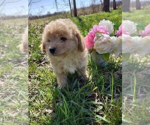Pembroke Welsh Corgi-Poodle (Miniature) Mix Puppy for sale in LEBANON, MO, USA
