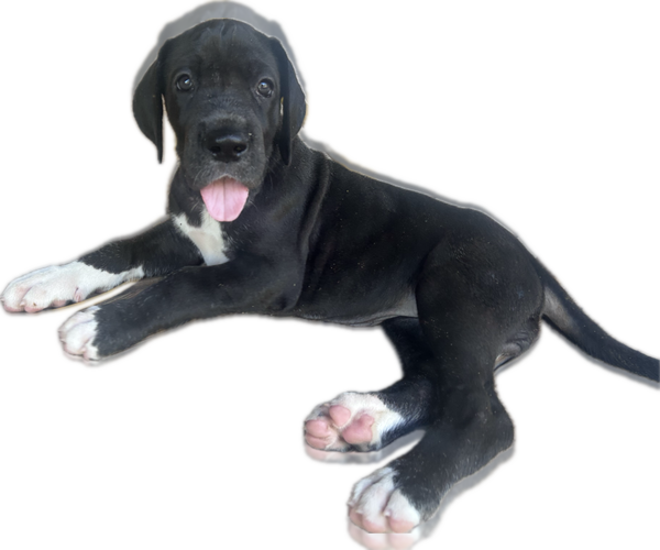 Medium Photo #1 Great Dane Puppy For Sale in WILLIS, TX, USA