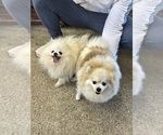 Pomeranians - Male Pomeranian Puppy for Sale - Photo #8