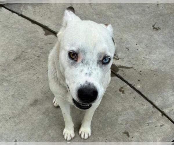 Medium Photo #2 Siberian Husky-Unknown Mix Puppy For Sale in Martinez, CA, USA
