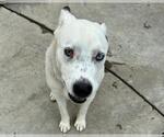 Small #1 Siberian Husky Mix