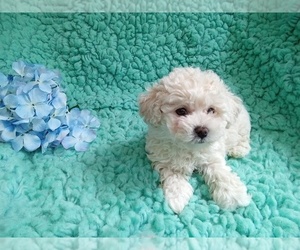Zuchon Puppy for Sale in LAUREL, Mississippi USA