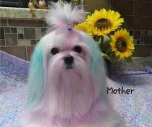 Mother of the Maltese puppies born on 01/05/2024