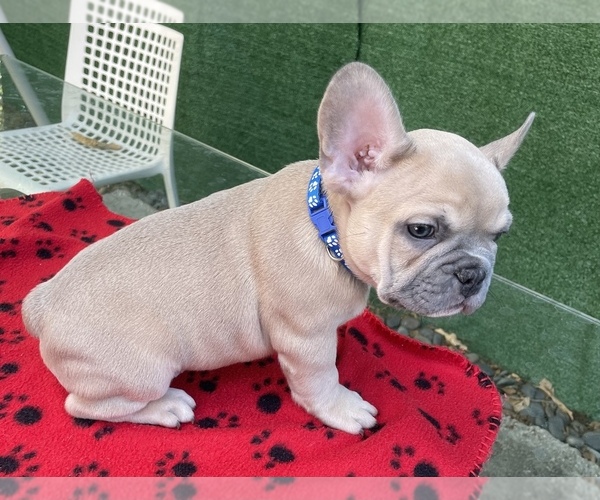 Medium Photo #5 French Bulldog Puppy For Sale in HIALEAH, FL, USA