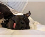 Small #5 Staffordshire Bull Terrier Mix