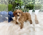 Small Photo #4 Cavapoo Puppy For Sale in INDIANAPOLIS, IN, USA