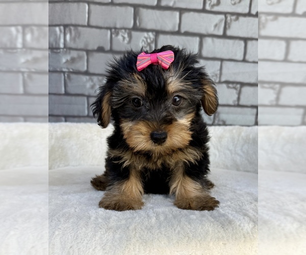Medium Photo #12 Yorkshire Terrier Puppy For Sale in OCALA, FL, USA