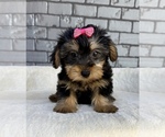 Small #11 Yorkshire Terrier