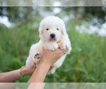 Small #7 Great Pyrenees