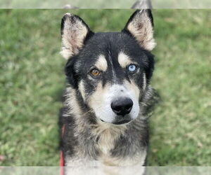 Siberian Husky-Unknown Mix Dogs for adoption in Tulsa, OK, USA