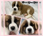 Puppy 1 Saint Bernard