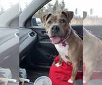 Small #3 American Pit Bull Terrier-American Staffordshire Terrier Mix