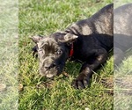 Small Photo #8 Cane Corso Puppy For Sale in ALLENTOWN, PA, USA