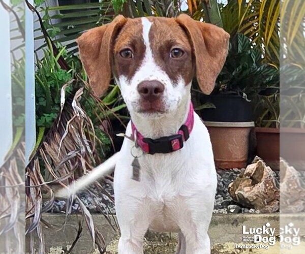 Medium Photo #1 Beagle-Unknown Mix Puppy For Sale in Washington, DC, USA