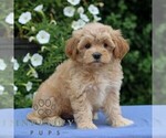Small #3 Cavapoo