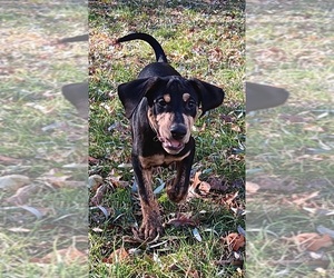 Doberman Pinscher-Mountain Cur Mix Puppy for sale in Anoka, MN, USA