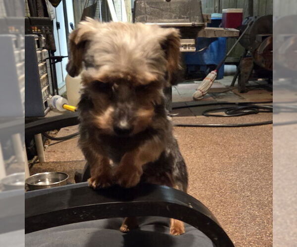 Medium Photo #3 Mutt Puppy For Sale in Spring, TX, USA