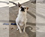 Small #2 Pembroke Welsh Corgi Mix