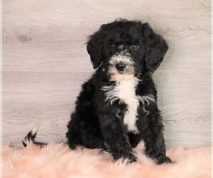 Bernedoodle Puppy for sale in FREDERICKSBG, OH, USA
