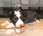 Small Photo #7 Australian Shepherd Puppy For Sale in ARBA, IN, USA