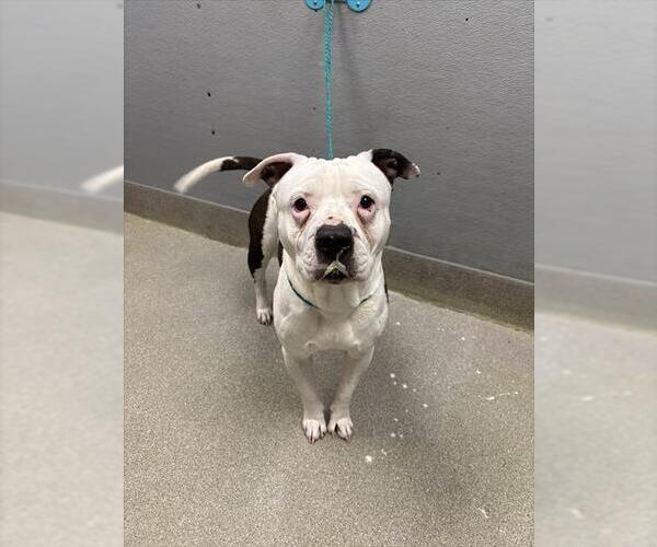 Medium Photo #1 Mutt Puppy For Sale in Las Vegas, NV, USA