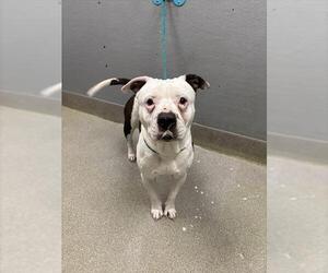 Mutt Dogs for adoption in Las Vegas, NV, USA