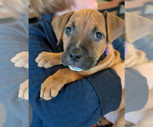 Boxer-Unknown Mix Dogs for adoption in Holly Springs, NC, USA