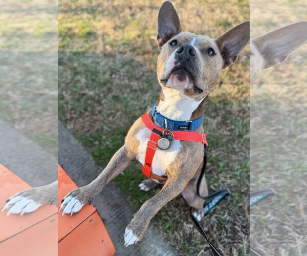 Medium Photo #4 Mutt Puppy For Sale in Alexandria, VA, USA