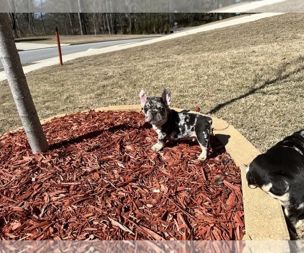 Medium Photo #4 French Bulldog Puppy For Sale in BUFORD, GA, USA