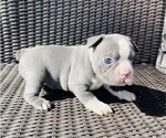 Image preview for Ad Listing. Nickname: Blue