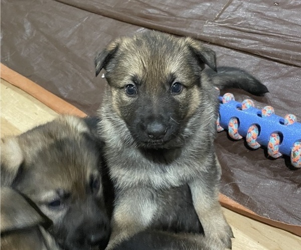 Medium Photo #17 German Shepherd Dog Puppy For Sale in MADISON HEIGHTS, VA, USA