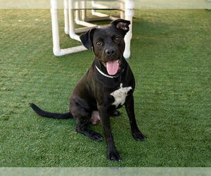Labrador Retriever Dogs for adoption in Pasadena, CA, USA