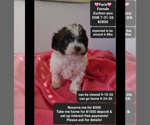 Poodle (Toy)-Zuchon Mix Puppy for sale in TUCSON, AZ, USA