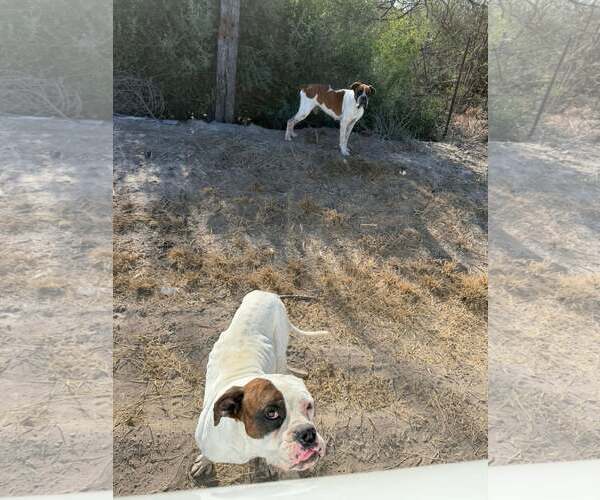 Medium Photo #4 Boxer Puppy For Sale in Dumont, NJ, USA