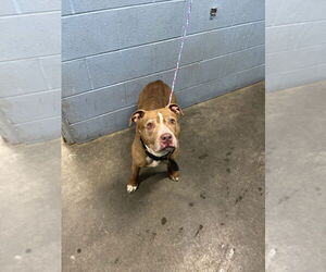American Pit Bull Terrier-Unknown Mix Dogs for adoption in Evansville, IN, USA